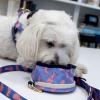 boulevard+pets+benji+small+travel+bowl+personalized